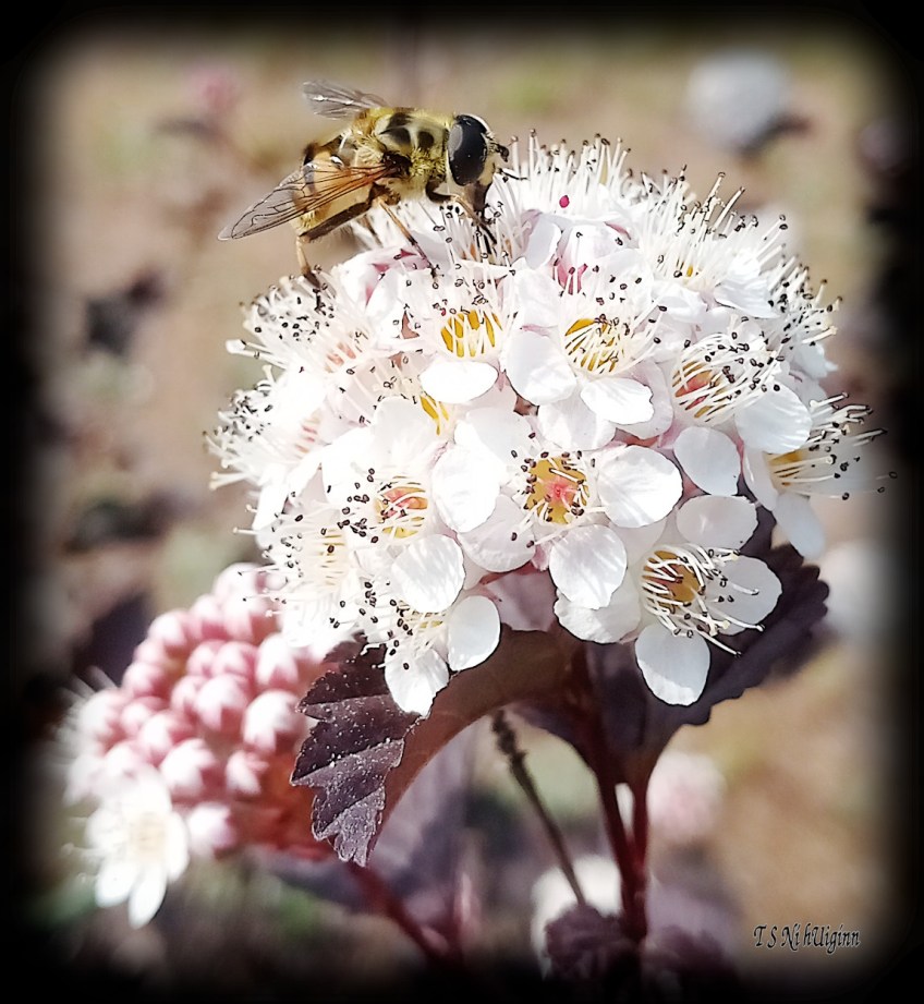 Bee feeding on blossom photograph taken by TS Ni hUiginn