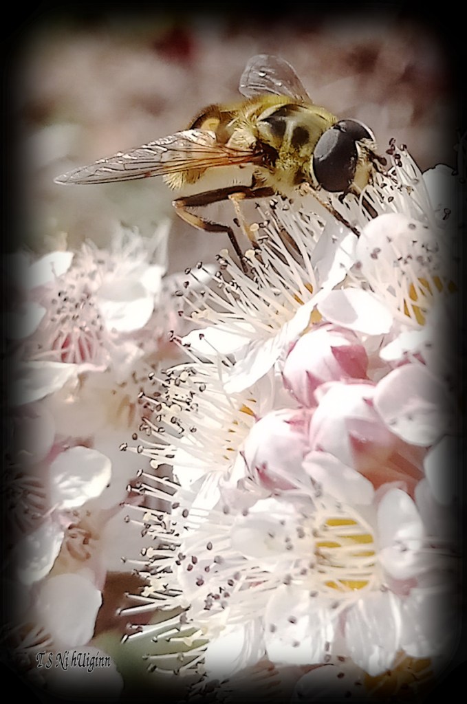 Bee feeding on blossom photograph taken by TS Ni hUiginn