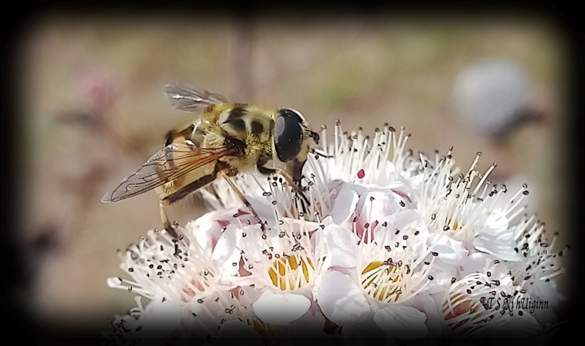 Bee feeding on blossom photograph taken by TS Ni hUiginn