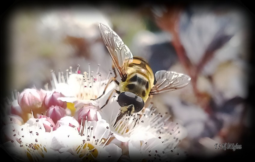 Bee feeding on blossom photograph taken by TS Ni hUiginn