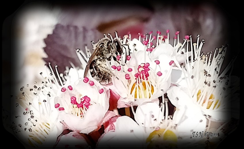 Bee feeding on blossom photograph taken by TS Ni hUiginn