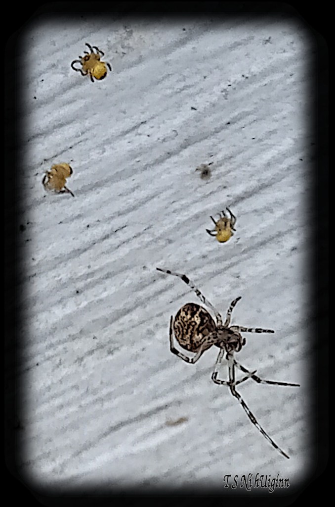 Spider predating on spiderlings photograph taken by TS Ni hUiginn