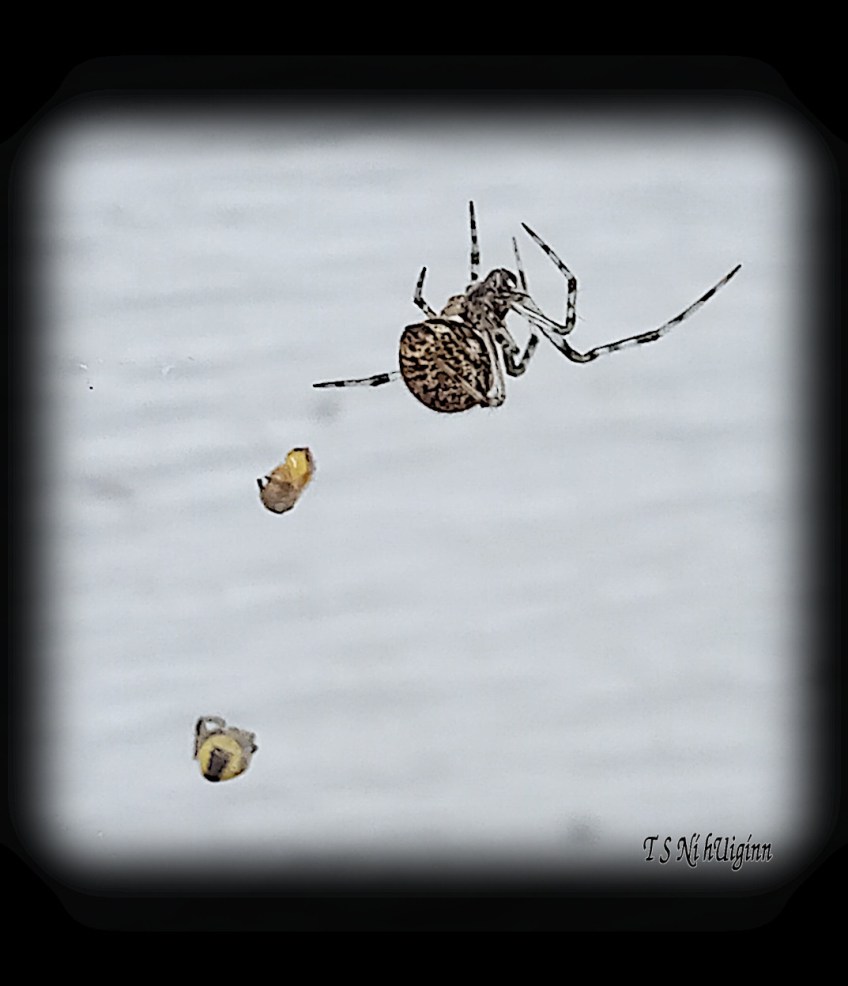 Spider predating on spiderlings photograph taken by TS Ni hUiginn