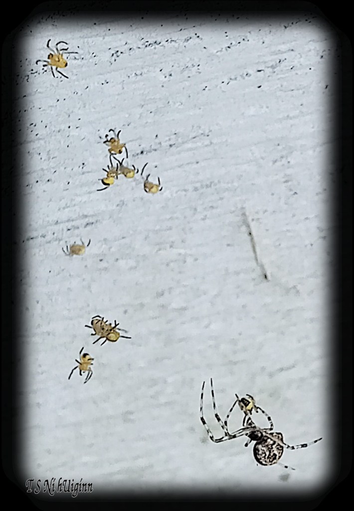 Spider predating on spiderlings photograph taken by TS Ni hUiginn