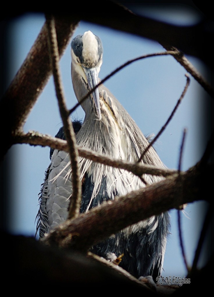 Heron photograph taken by TS Ni hUiginn