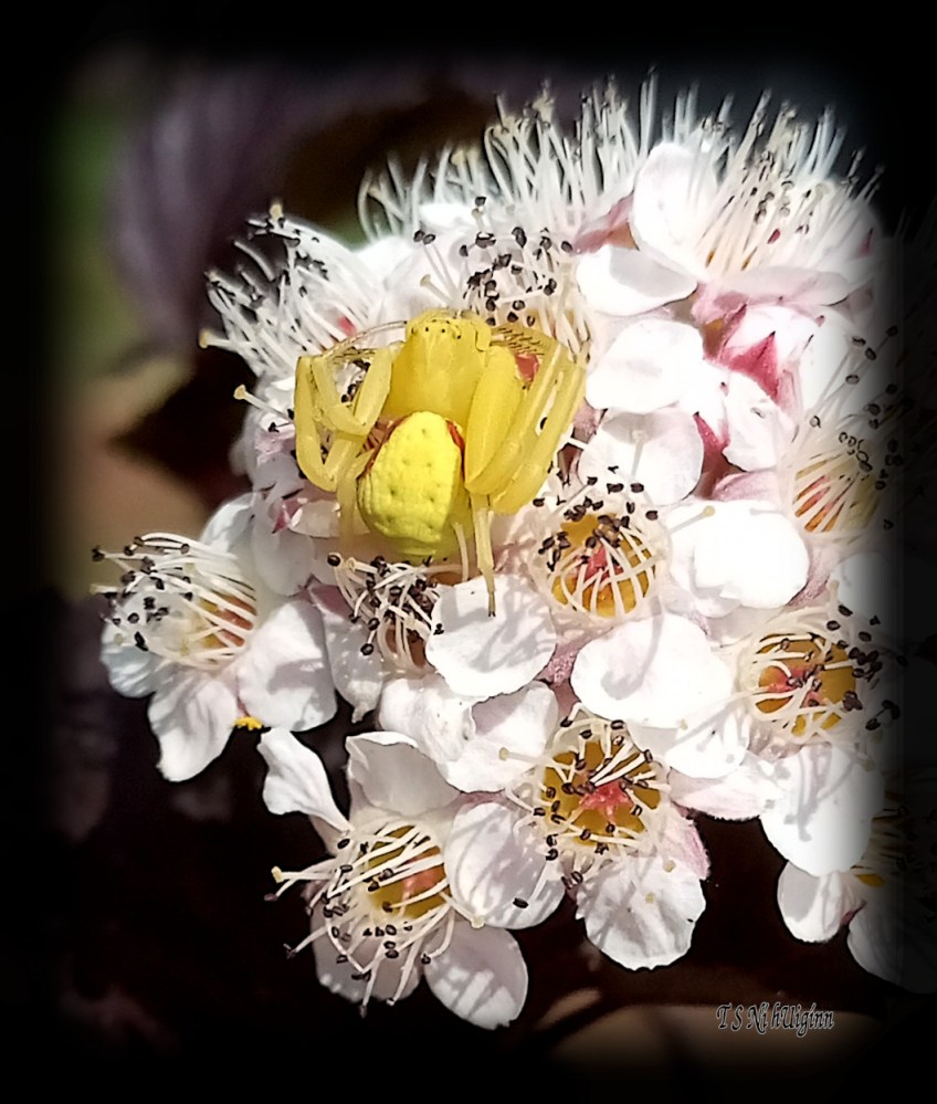 Goldenrod Crab Spider (Misumena vatia) photograph taken by TS Ni hUiginn