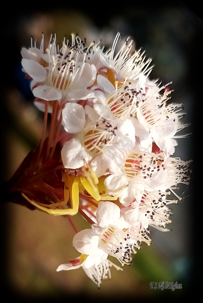 Goldenrod Crab Spider (Misumena vatia) photograph taken by TS Ni hUiginn