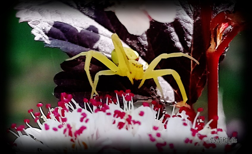 Goldenrod Crab Spider (Misumena vatia) photograph taken by TS Ni hUiginn