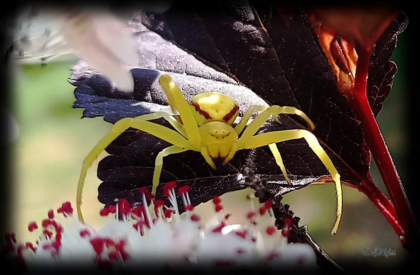 Goldenrod Crab Spider (Misumena vatia) photograph taken by TS Ni hUiginn