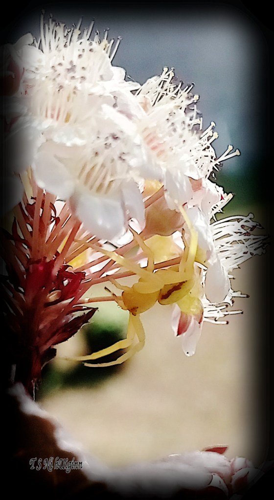 Goldenrod Crab Spider (Misumena vatia) photograph taken by TS Ni hUiginn