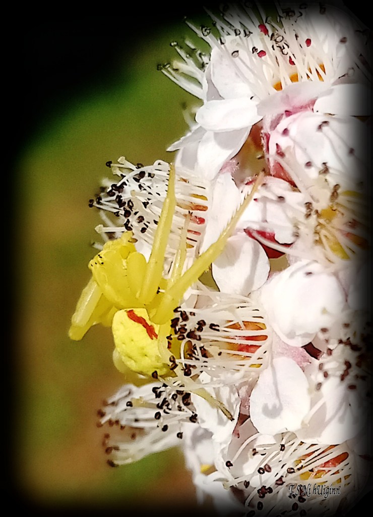 Goldenrod Crab Spider (Misumena vatia) photograph taken by TS Ni hUiginn