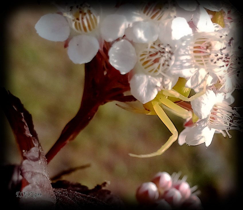 Goldenrod Crab Spider (Misumena vatia) photograph taken by TS Ni hUiginn