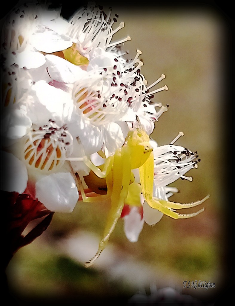 Goldenrod Crab Spider (Misumena vatia) photograph taken by TS Ni hUiginn