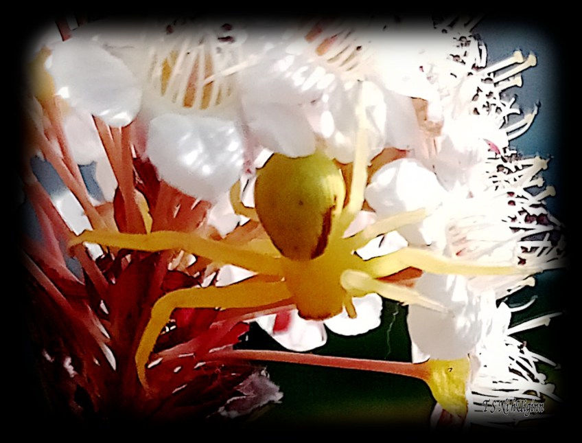 Goldenrod Crab Spider (Misumena vatia) photograph taken by TS Ni hUiginn