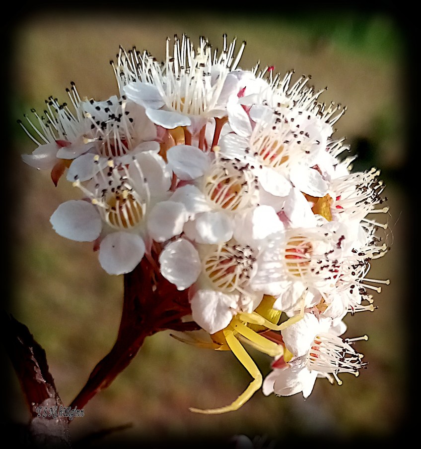 Goldenrod Crab Spider (Misumena vatia) photograph taken by TS Ni hUiginn