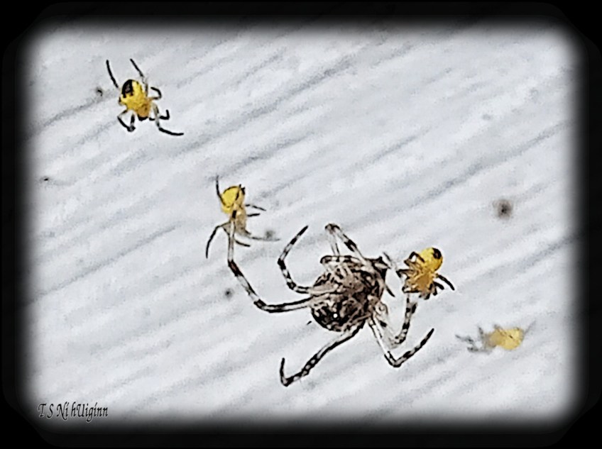 Spider predating on spiderlings photograph taken by TS Ni hUiginn