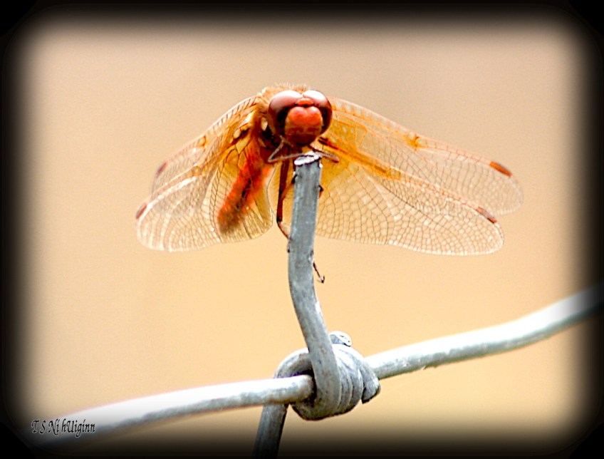 Damselfly dragonfly meadowlark on a fence photograph taken by TS Ni hUiginn