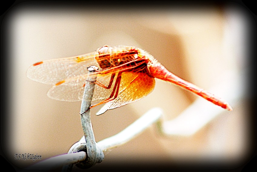 Damselfly dragonfly meadowlark on a fence photograph taken by TS Ni hUiginn