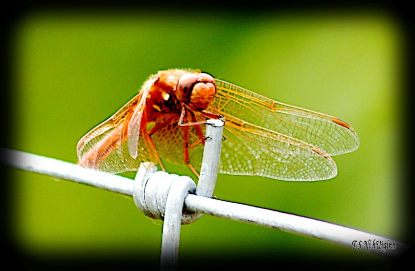 Damselfly dragonfly meadowlark on a fence photograph taken by TS Ni hUiginn