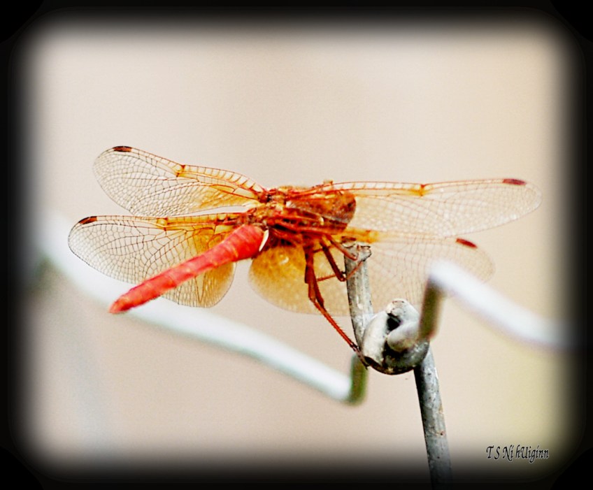 Damselfly dragonfly meadowlark on a fence photograph taken by TS Ni hUiginn
