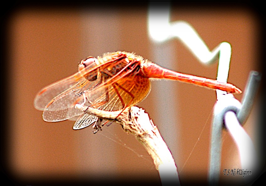 Damselfly dragonfly meadowlark on a fence photograph taken by TS Ni hUiginn