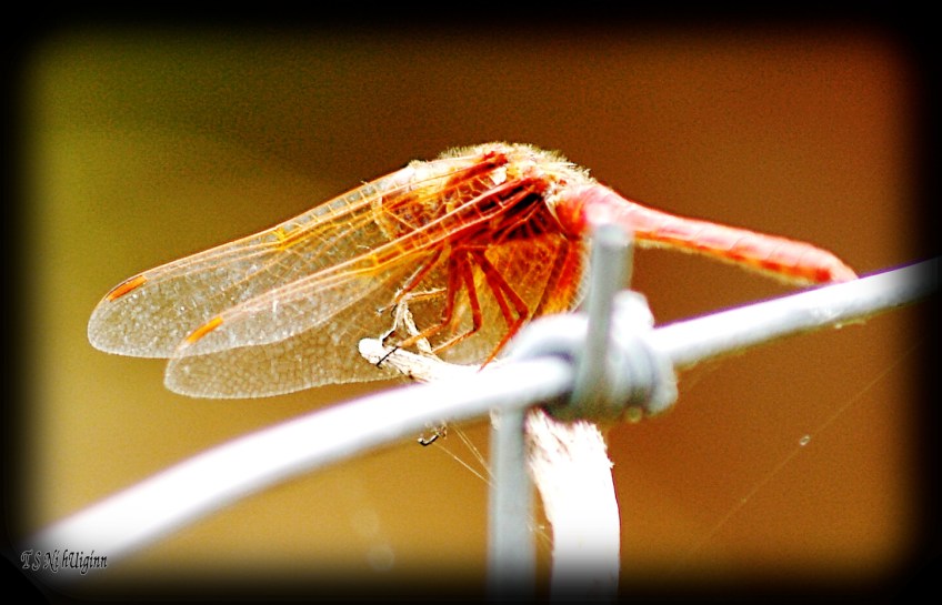 Damselfly dragonfly meadowlark on a fence photograph taken by TS Ni hUiginn