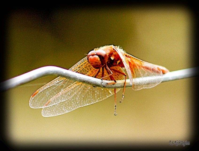 Damselfly dragonfly meadowlark on a fence photograph taken by TS Ni hUiginn