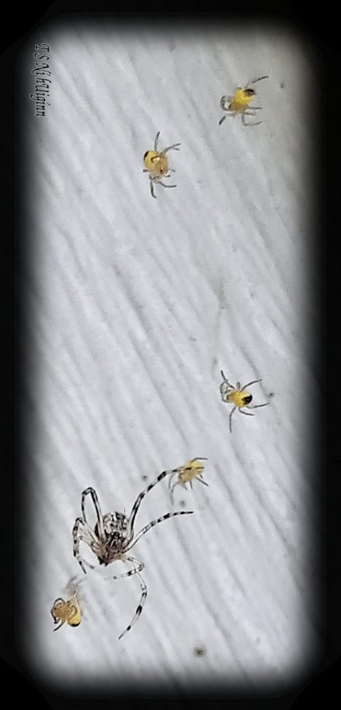 Spider predating on spiderlings photograph taken by TS Ni hUiginn