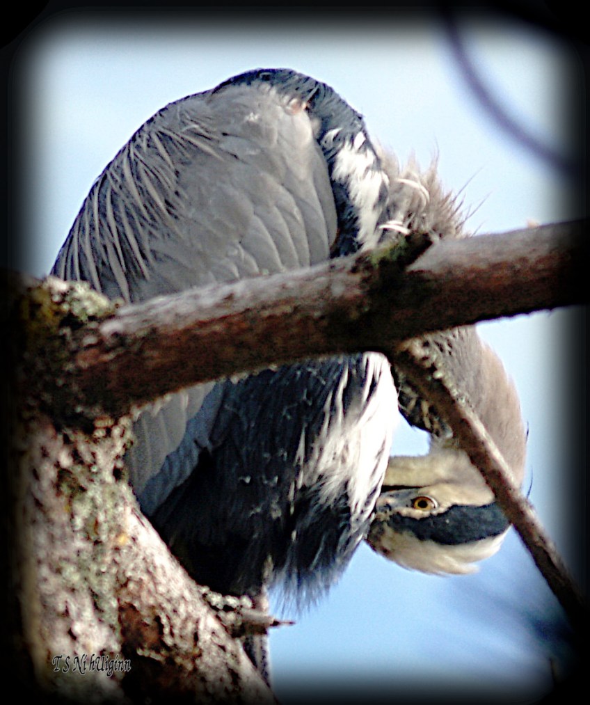 Flexing Heron photograph taken by TS Ni hUiginn