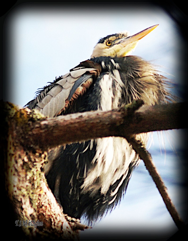 Heron photograph taken by TS Ni hUiginn