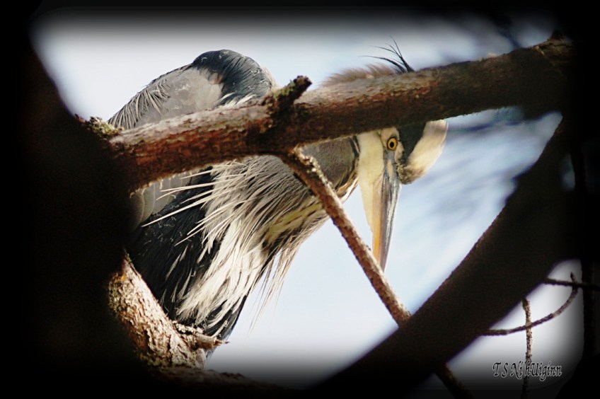 Heron photograph taken by TS Ni hUiginn