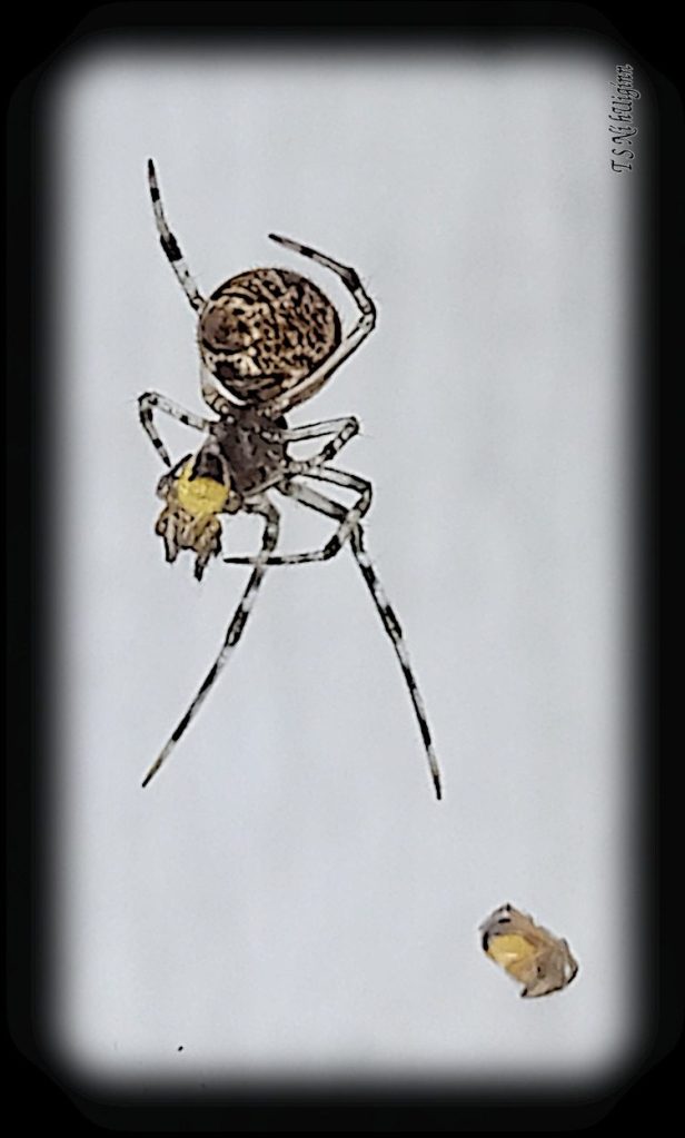 Spider predating on spiderlings photograph taken by TS Ni hUiginn