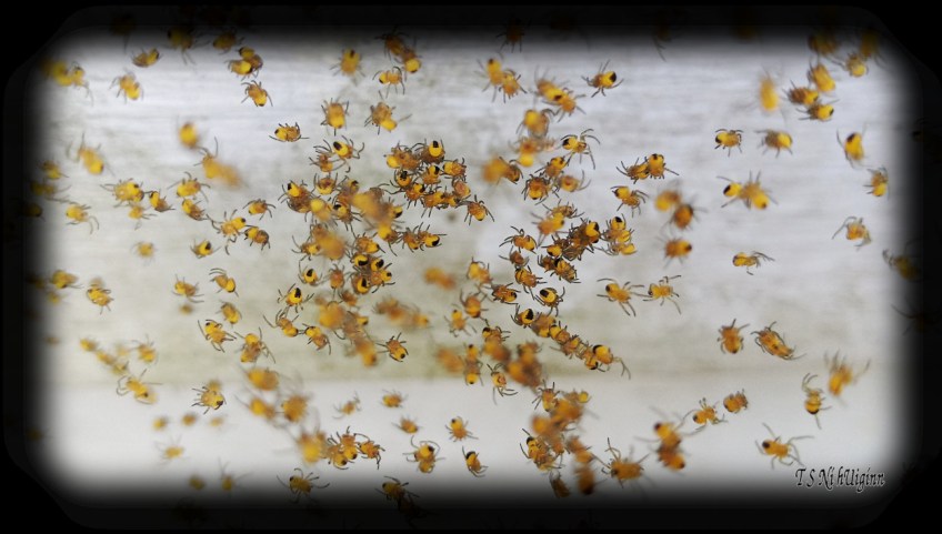 Spiderlings photograph taken by TS Ni hUiginn