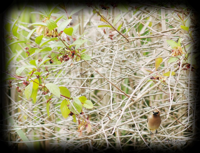 Cedar Waxwing photograph taken by TS Ni hUiginn