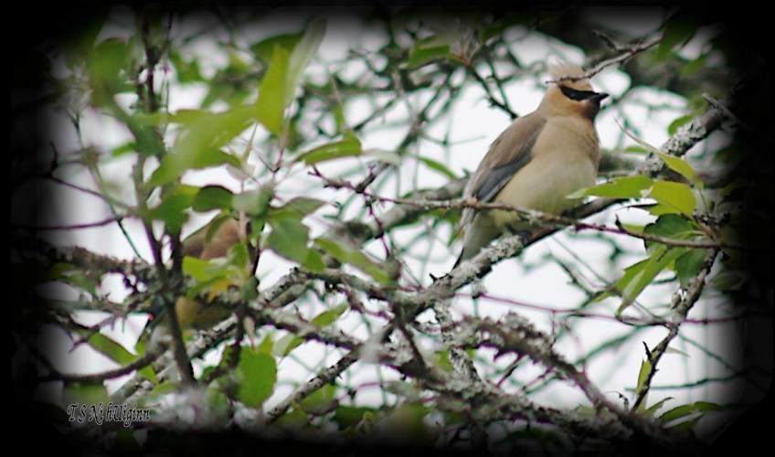 Cedar Waxwing photograph taken by TS Ni hUiginn