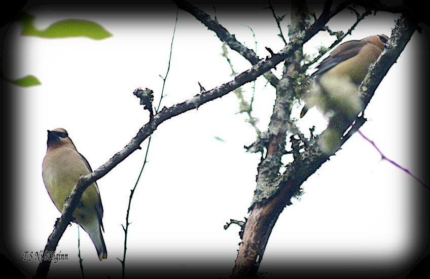 Cedar Waxwings photograph taken by TS Ni hUiginn