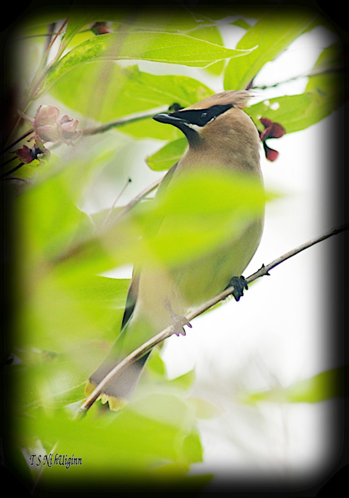 Cedar Waxwing photograph taken by TS Ni hUiginn