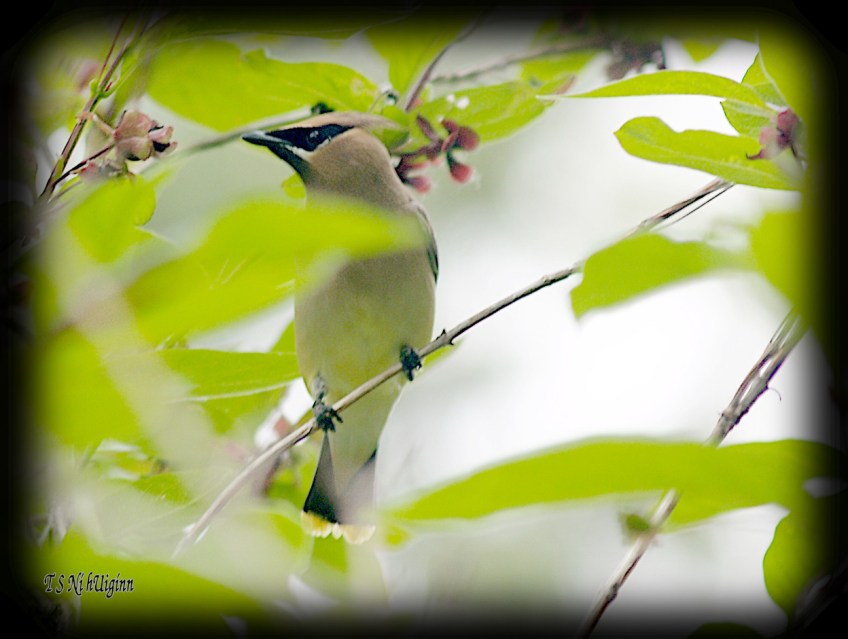 Cedar Waxwing photograph taken by TS Ni hUiginn