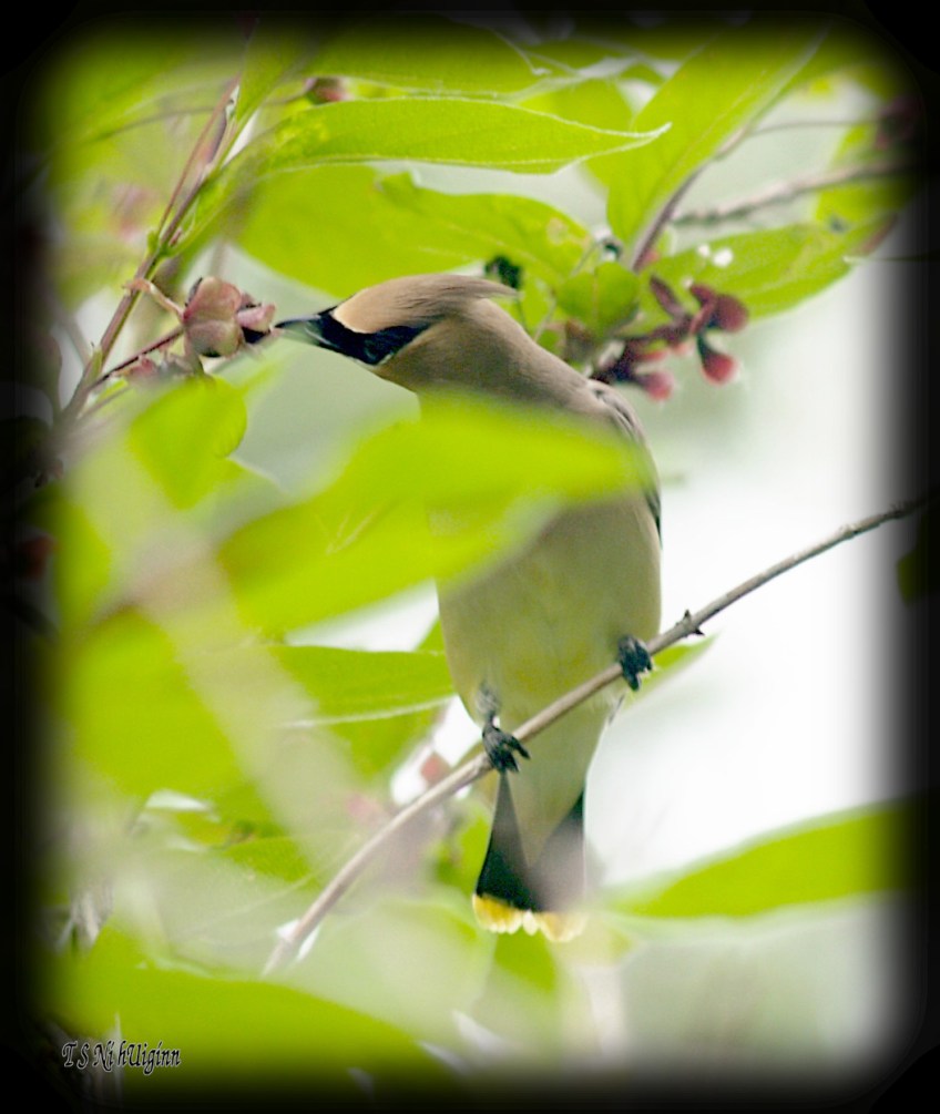 Cedar Waxwing photograph taken by TS Ni hUiginn