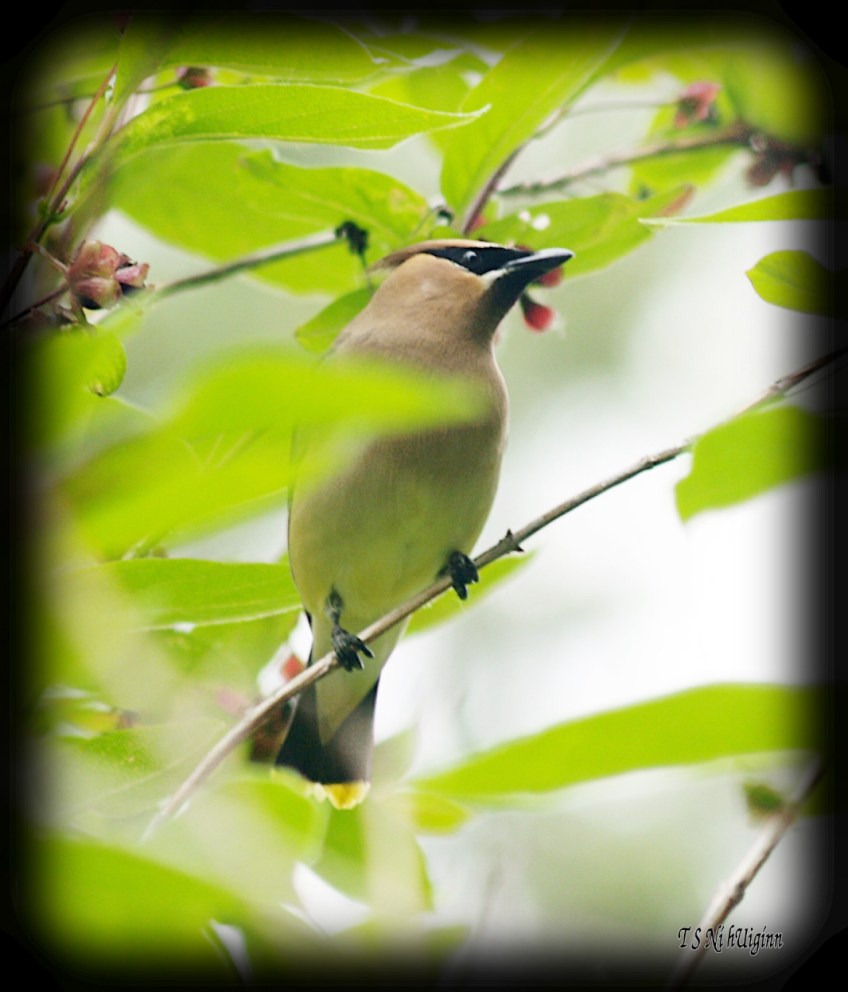 Cedar Waxwing photograph taken by TS Ni hUiginn