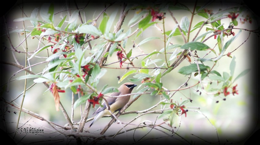 Cedar Waxwing photograph taken by TS Ni hUiginn