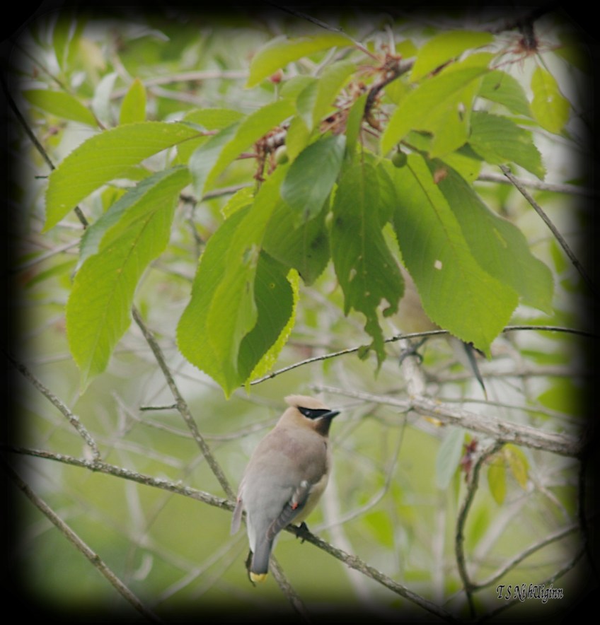 Cedar Waxwing photograph taken by TS Ni hUiginn