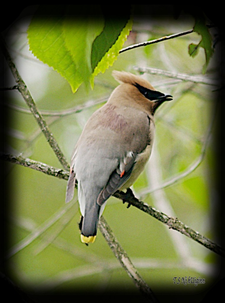 Cedar Waxwing on a branch photograph taken by TS Ni hUiginn