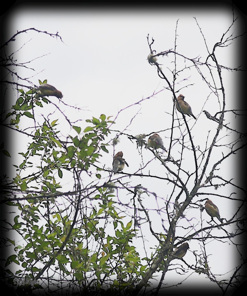 A flock of Cedar Waxwings photograph taken by TS Ni hUiginn