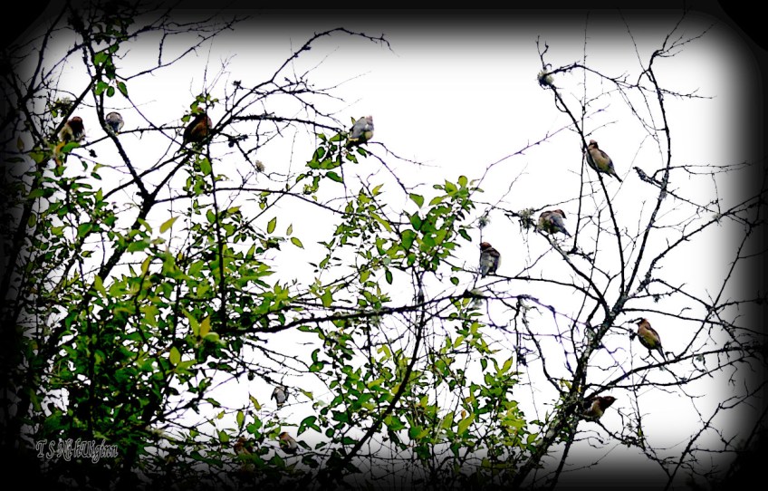 Cedar Waxwing flock in the tree top photograph taken by TS Ni hUiginn