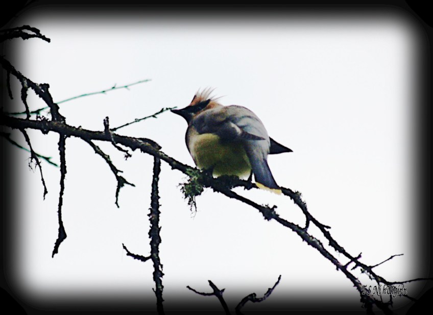 Cedar Waxwing photograph taken by TS Ni hUiginn