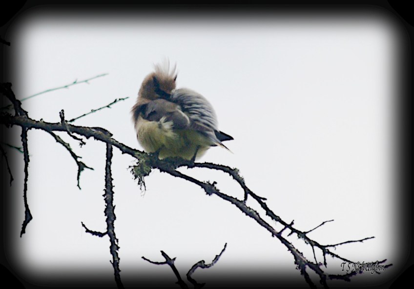 Cedar Waxwing photograph taken by TS Ni hUiginn