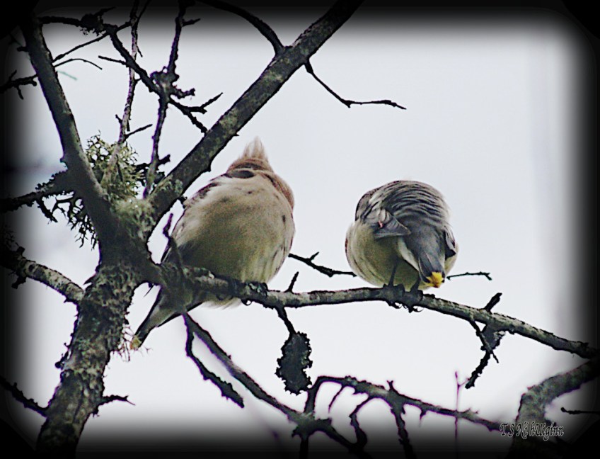Cedar Waxwings photograph taken by TS Ni hUiginn