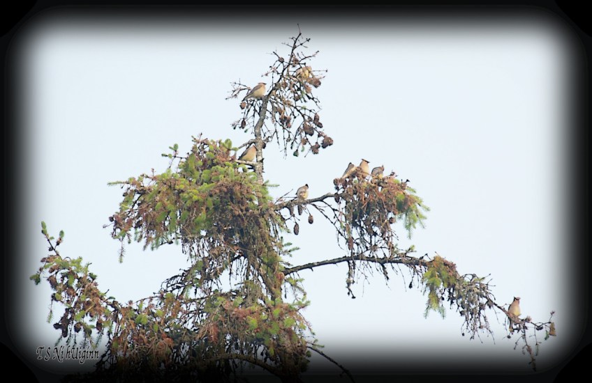 A flock of Cedar Waxwings photograph taken by TS Ni hUiginn