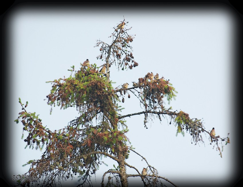 A flock of Cedar Waxwings photograph taken by TS Ni hUiginn